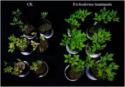 Trichoderma spp. promotes ginseng biomass by influencing the soil microbial community